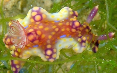 Photo: O. Lederman; see note in SeaSlug Forum
